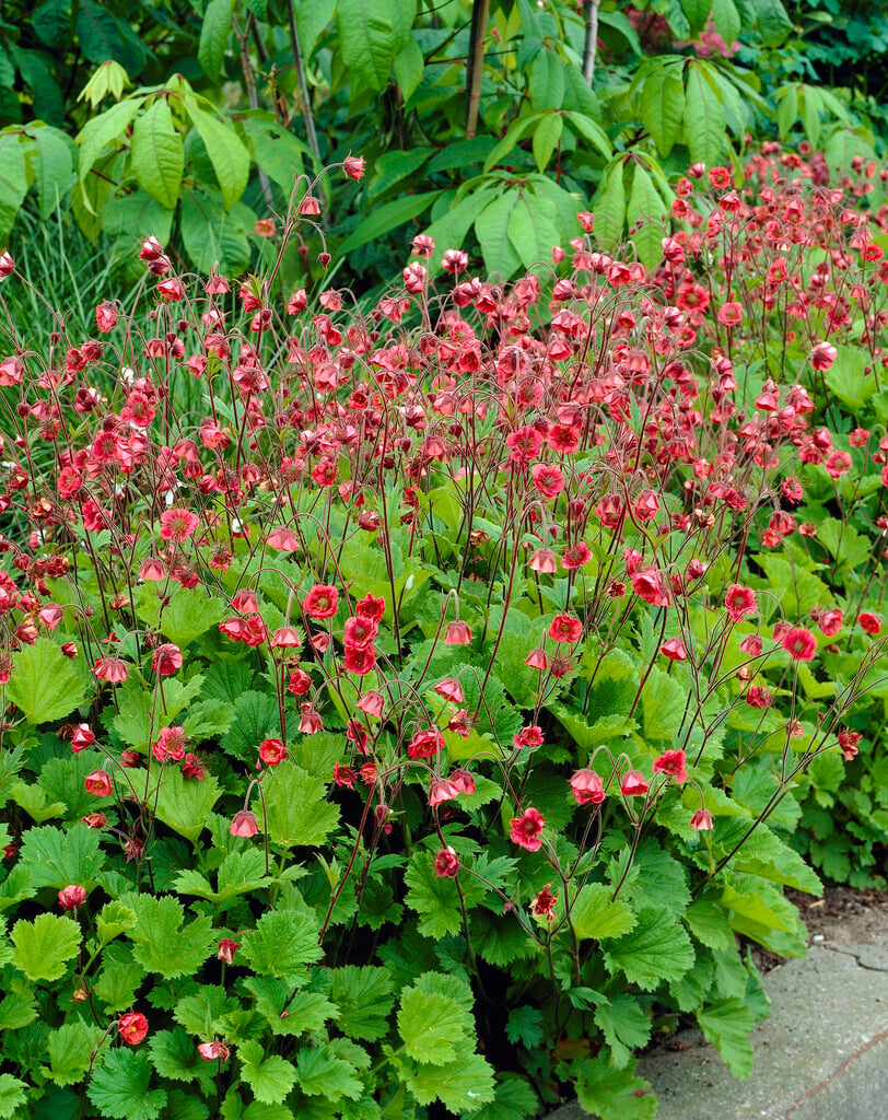 water avens