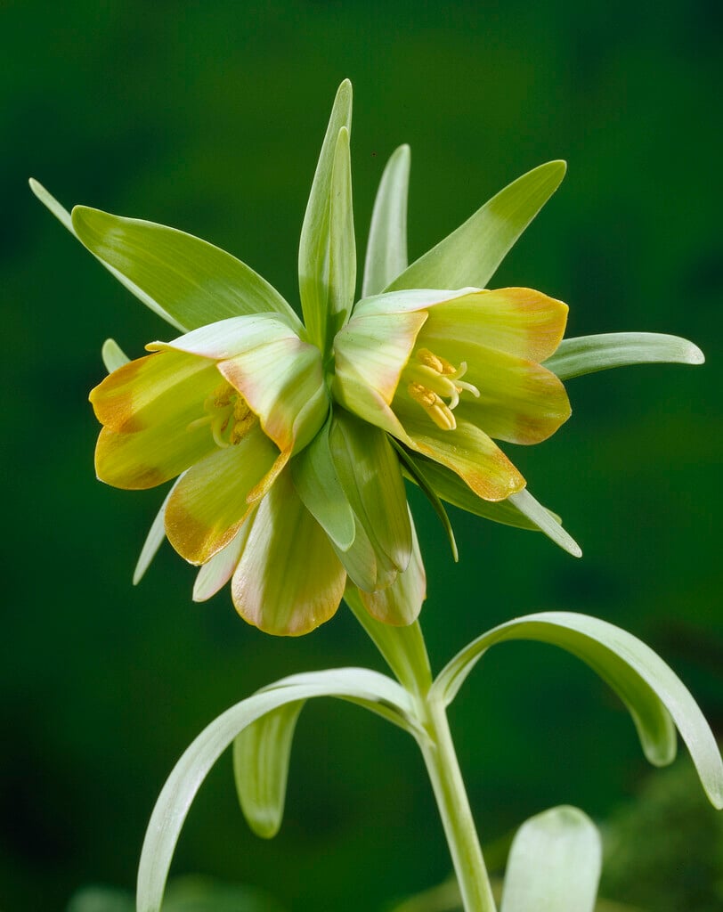 Pontic fritillary