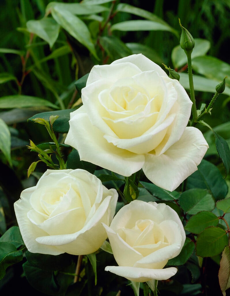 <i>Rosa</i> 'Virgo'