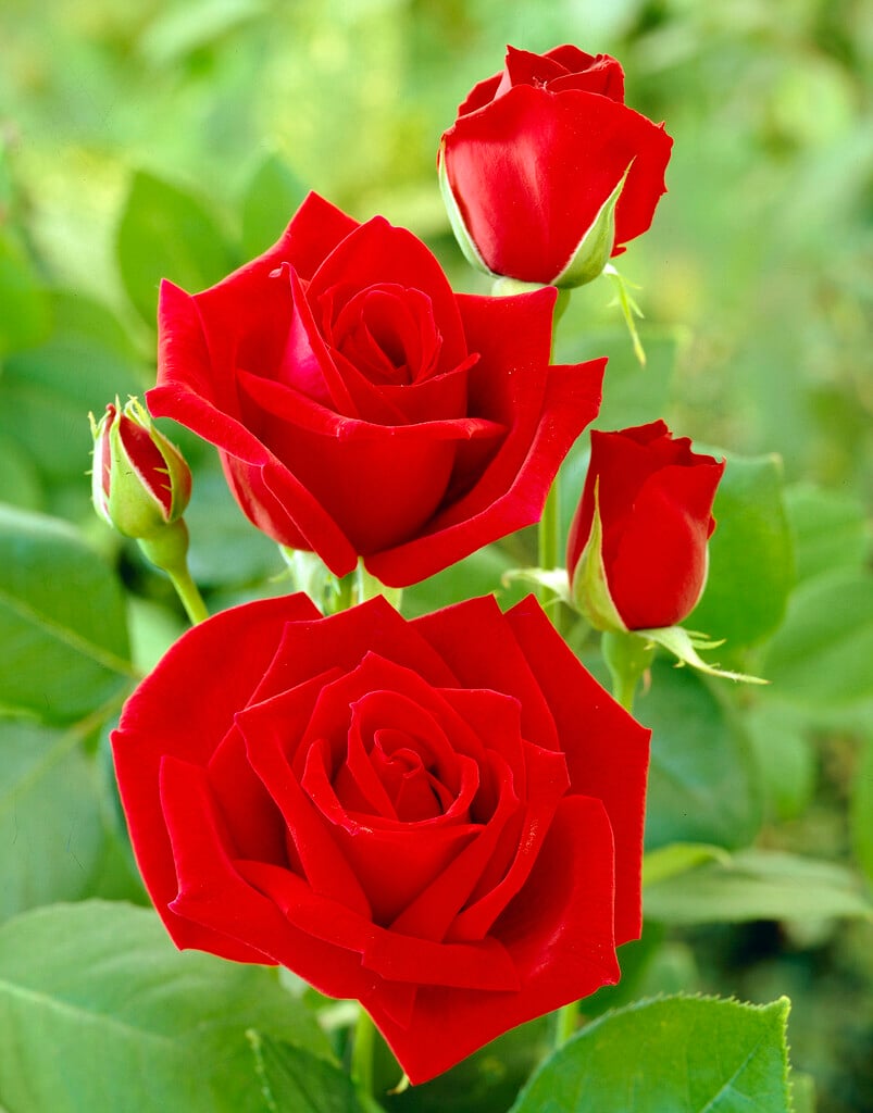 rose 'Ena Harkness'
