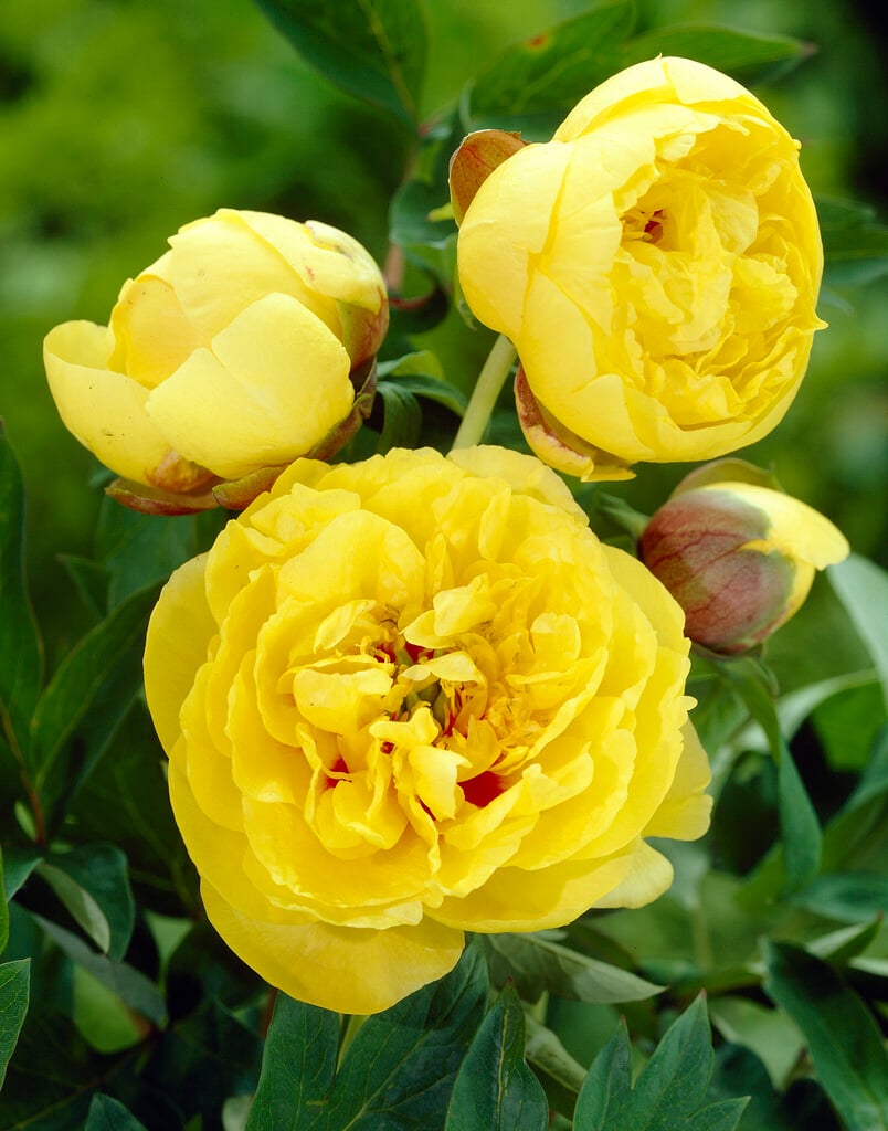 peony 'Yellow Crown'