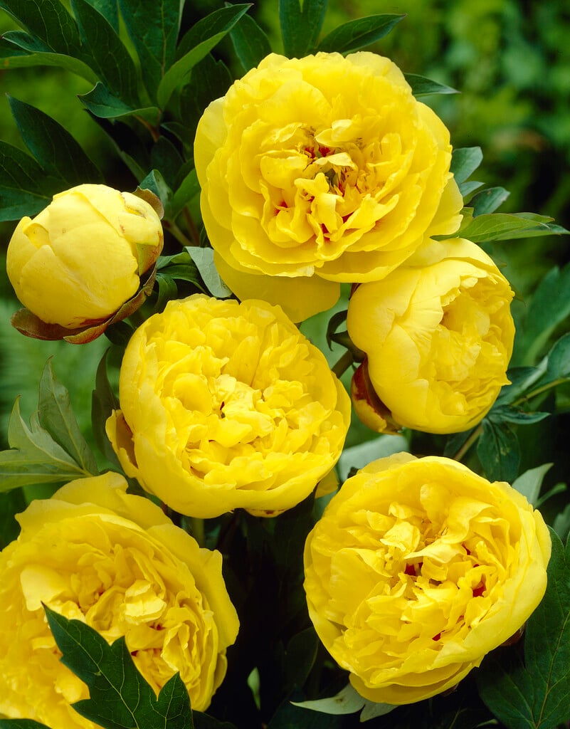 peony 'Yellow Crown'