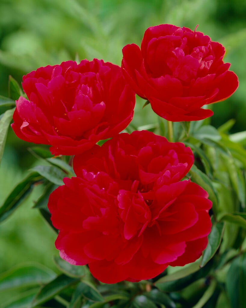 peony 'Joyce Ellen'