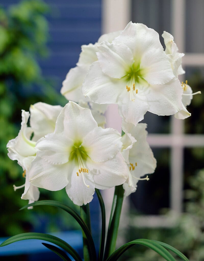 amaryllis 'Christmas Gift'