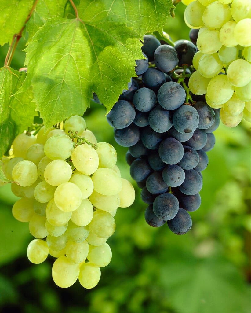 grape vine
