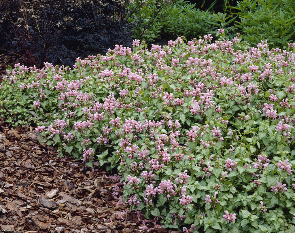 <em>Lamium</em> <em>maculatum</em> 'Roseum'