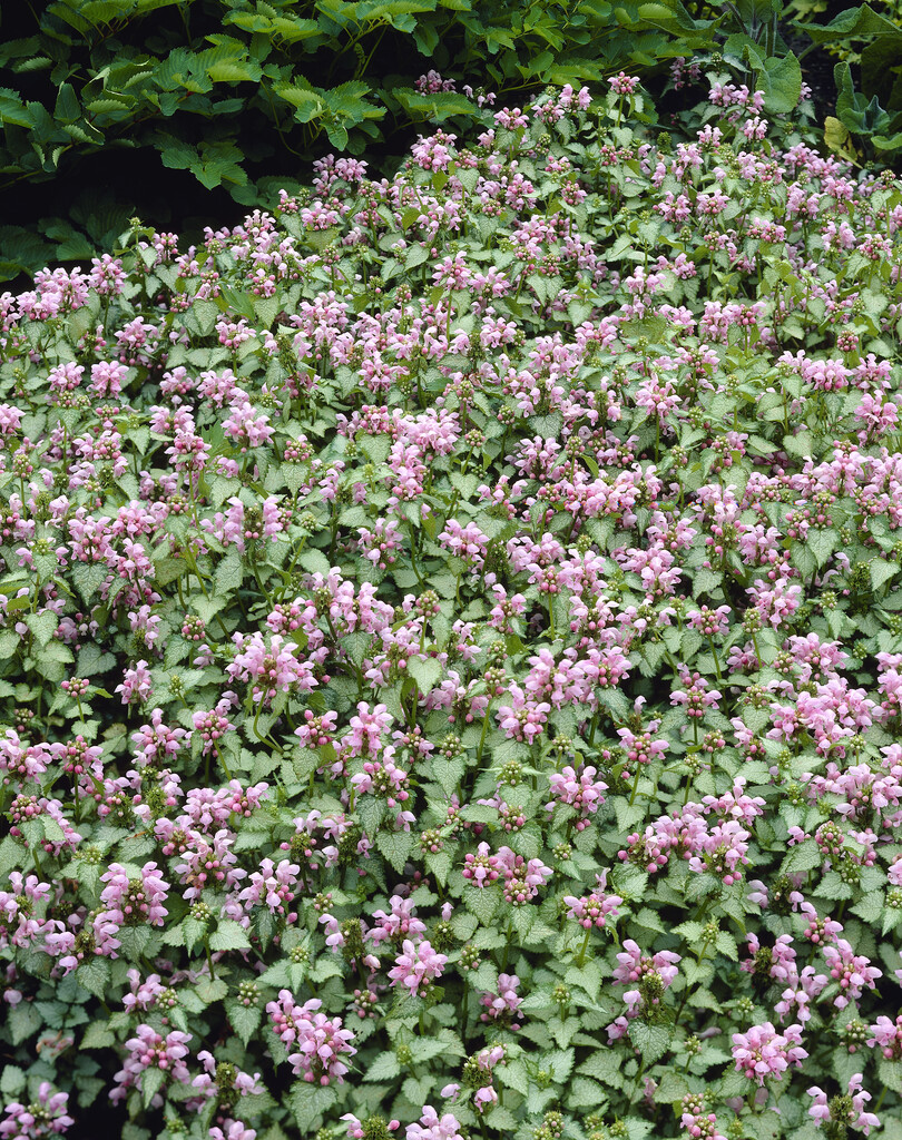 <em>Lamium</em> <em>maculatum</em> 'Roseum'
