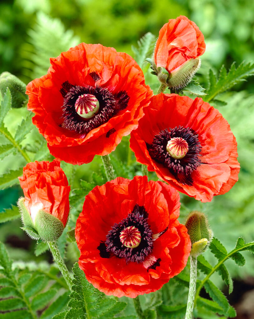 oriental poppy 'Rembrandt'