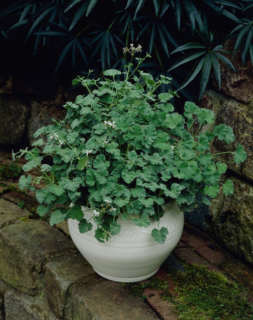 <em>Pelargonium</em> <em>fragrans</em>