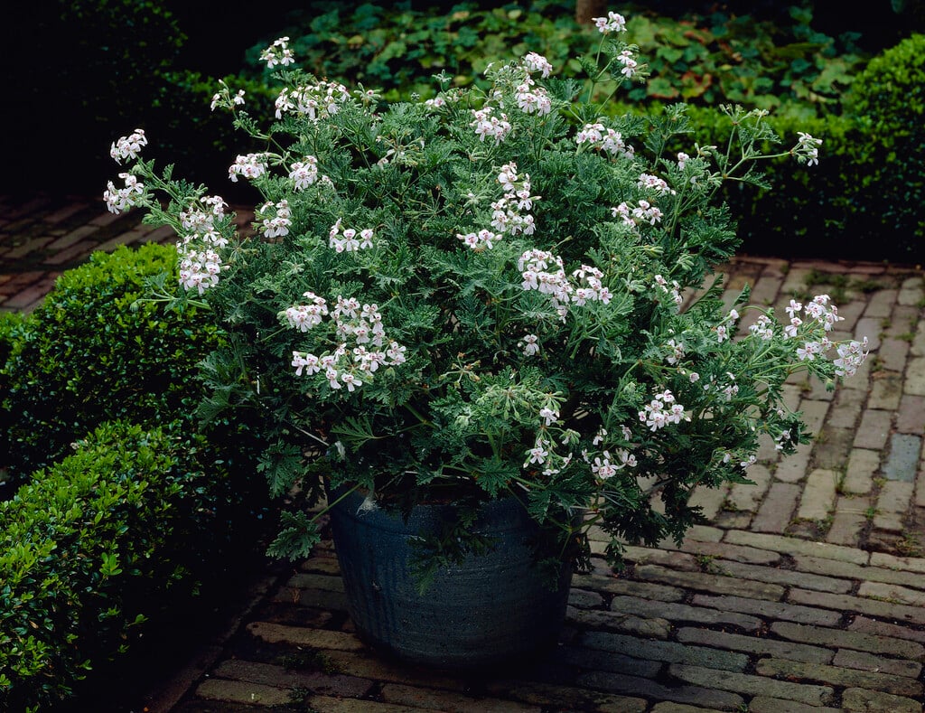 geranium 'Blandfordianum'