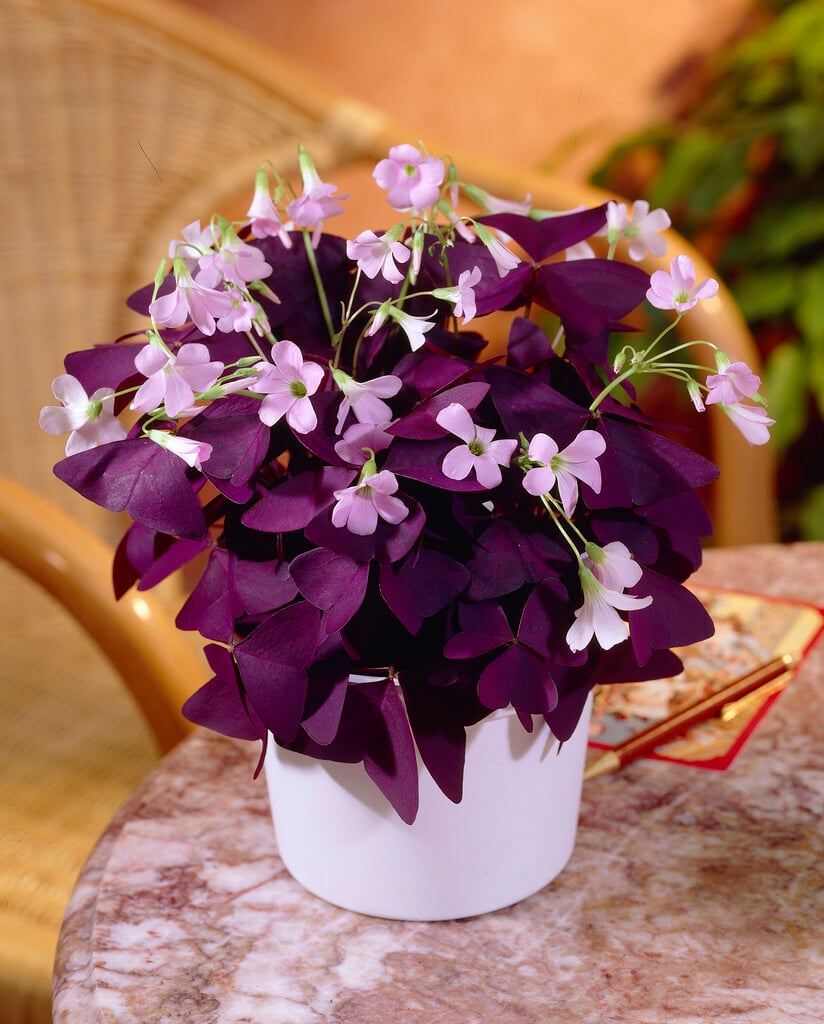 false shamrock 'Mijke'