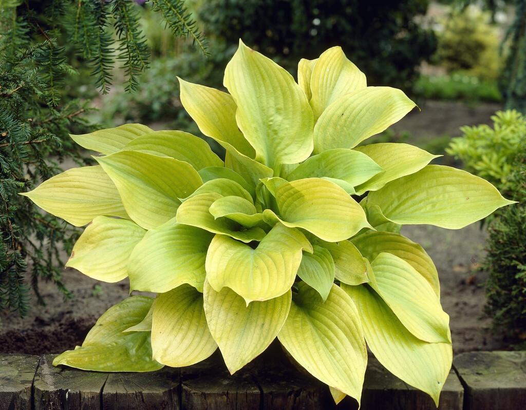 plantain lily 'Sum and Substance'