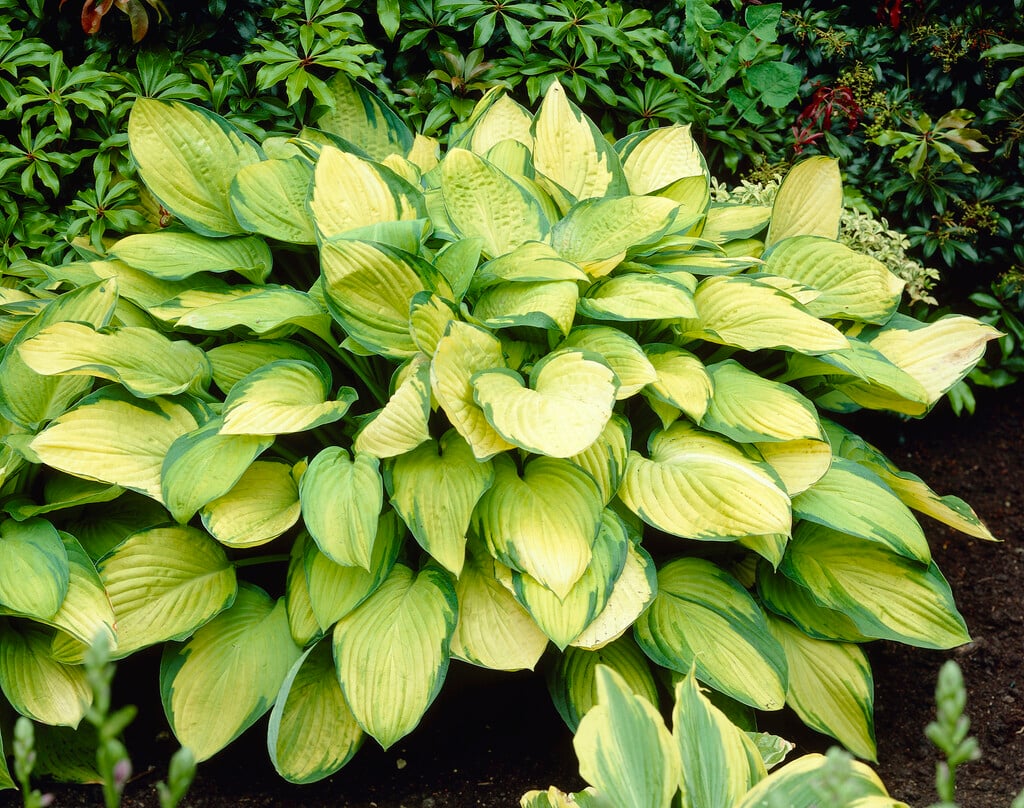 plantain lily 'Gold Standard'