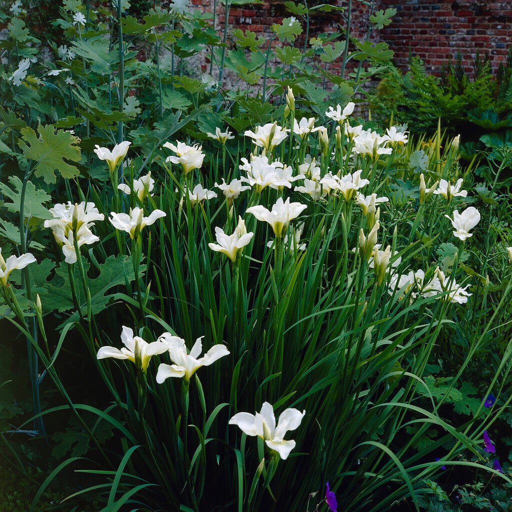 iris 'Snow Queen'