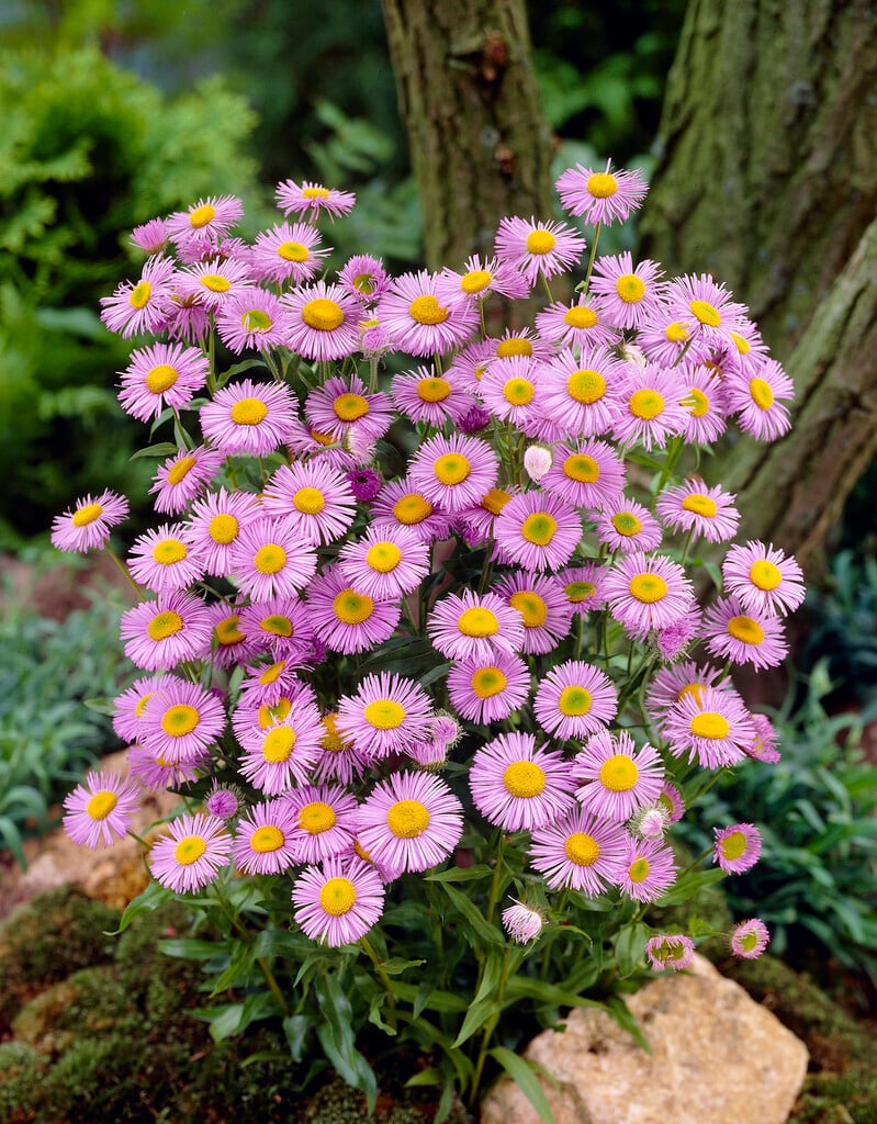 showy fleabane