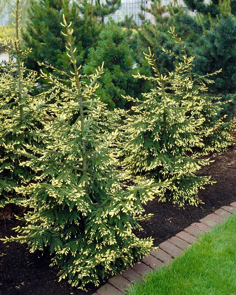 <i>Picea</i> <i>orientalis</i> 'Aureospicata'