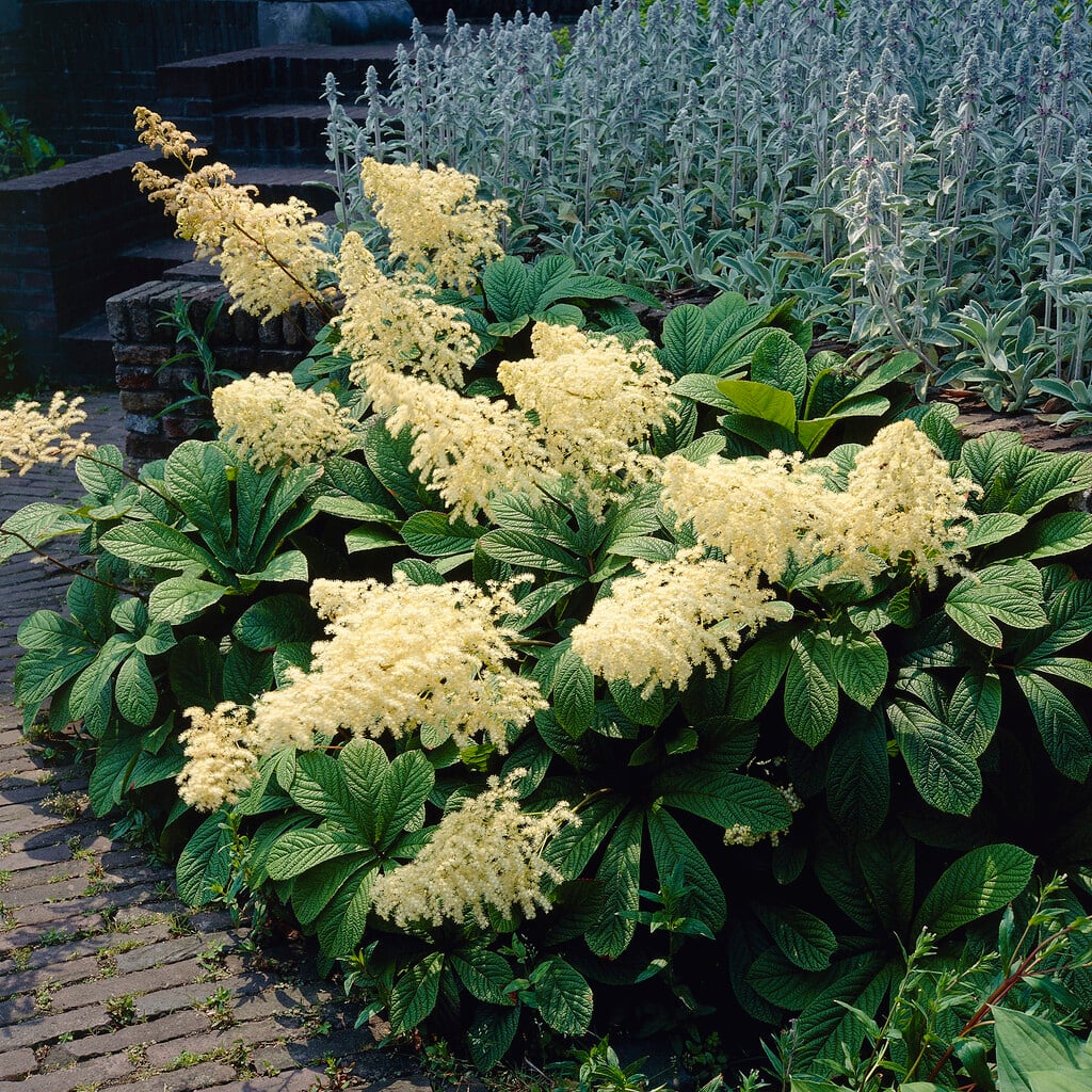 chestnut-leaved rodgersia