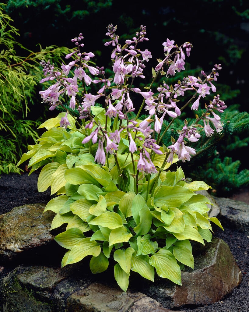 plantain lily 'Birchwood Parky's Gold'