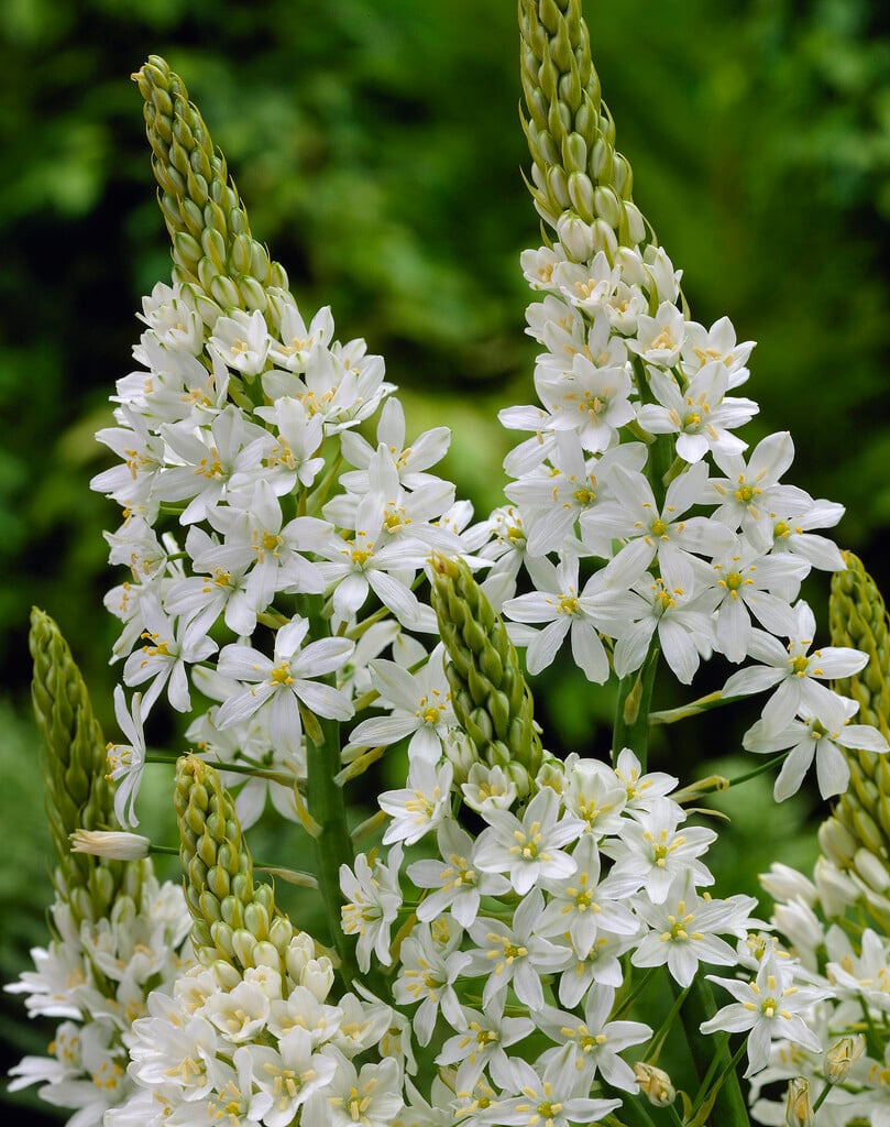 giant star of Bethlehem