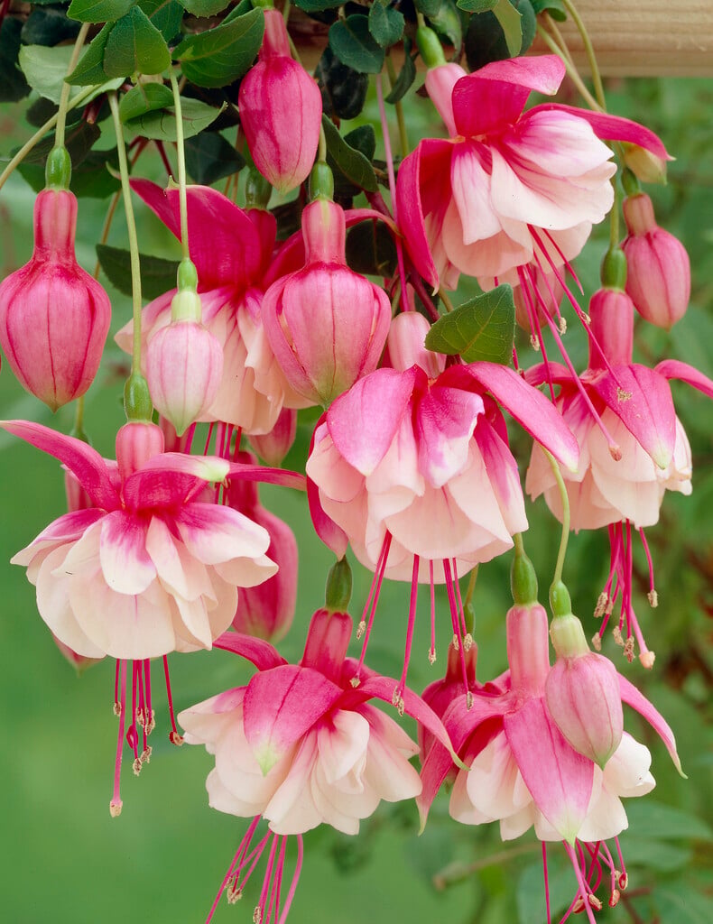fuchsia 'El Camino'