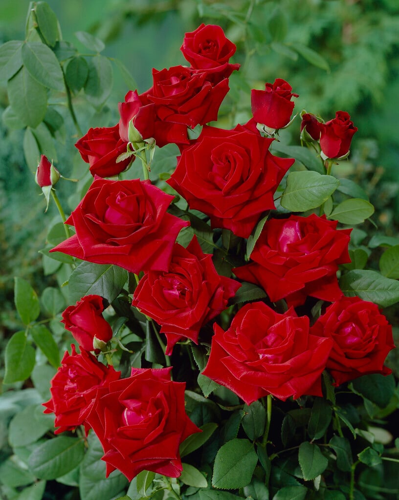 rose 'Chrysler Imperial'