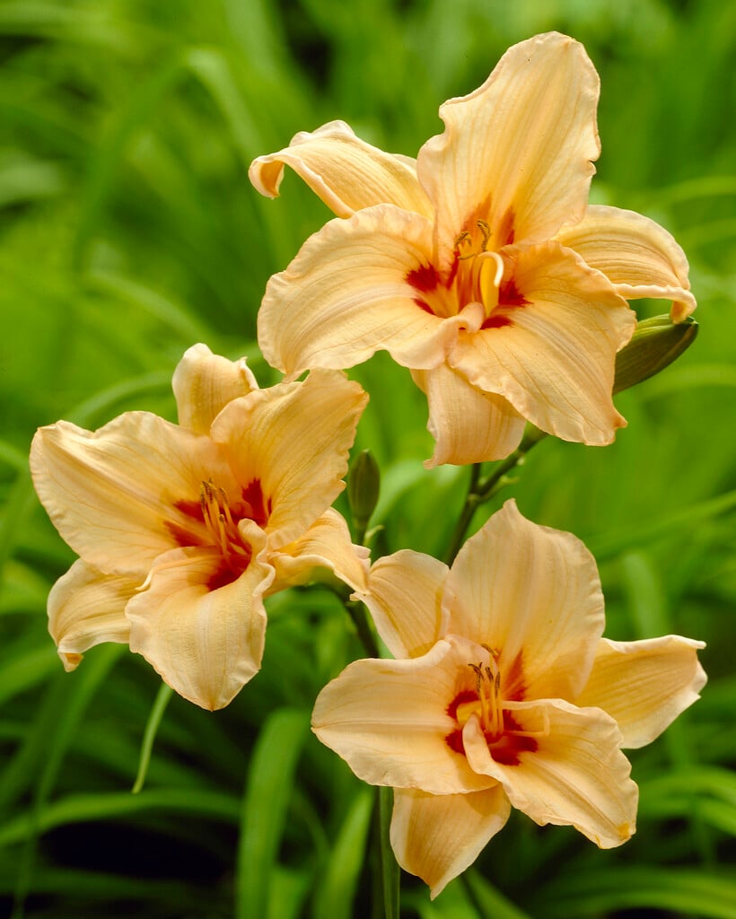 daylily 'Lynn Hall'