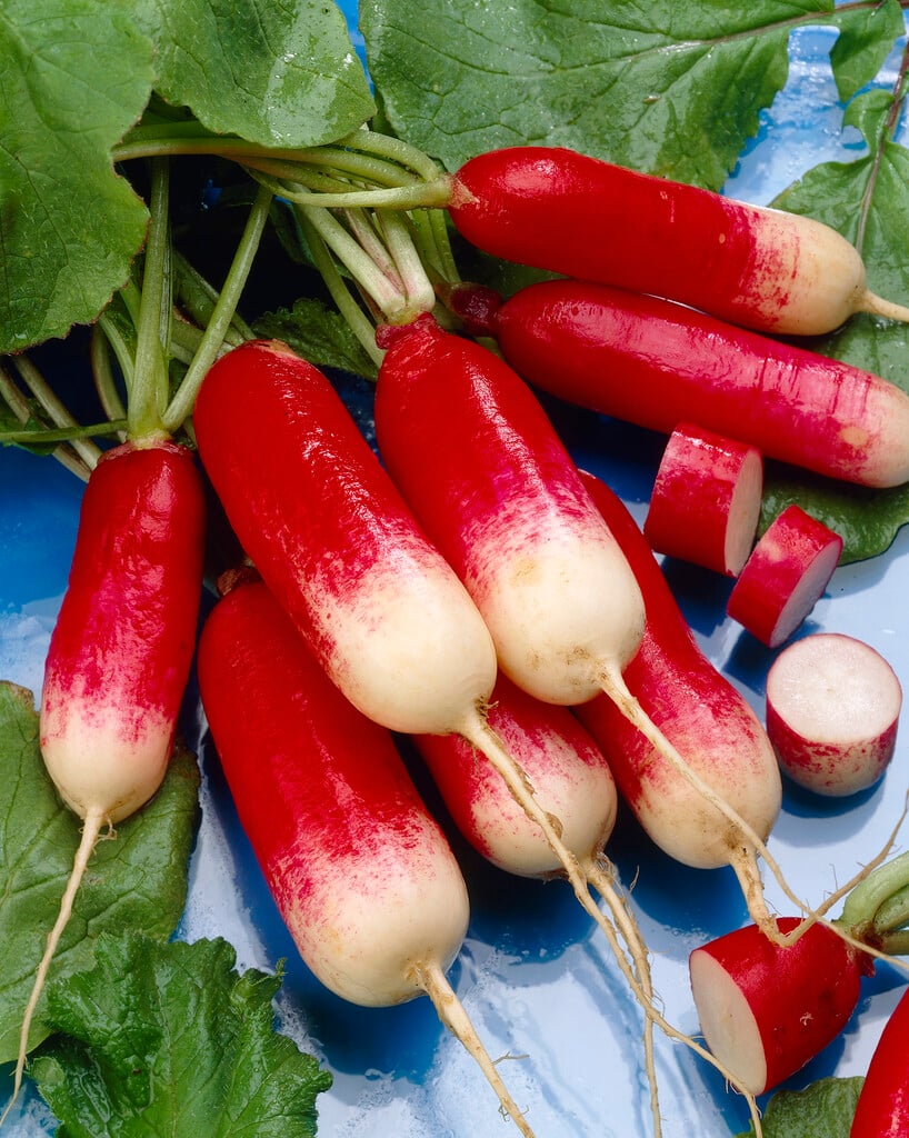 radish 'French Breakfast'