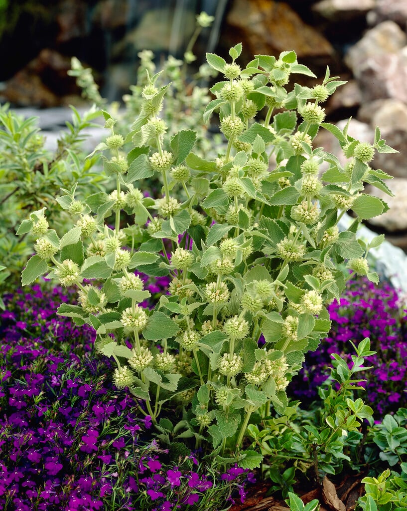 white horehound