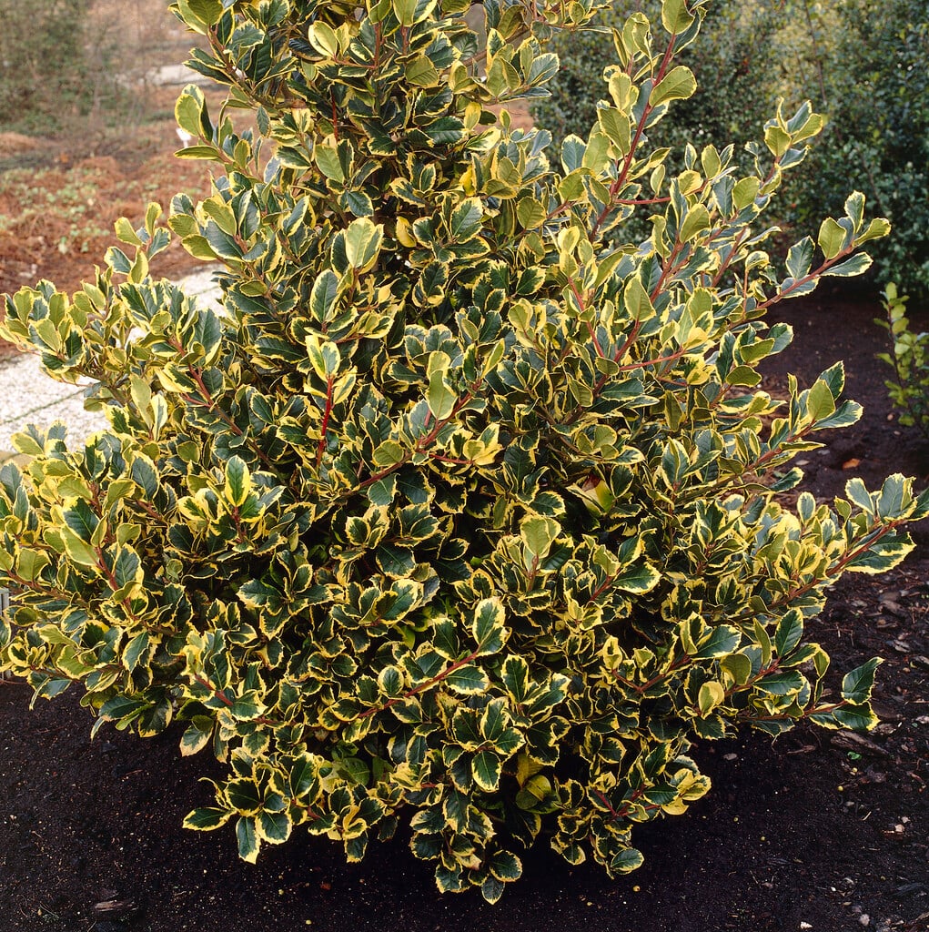 holly 'Golden King'