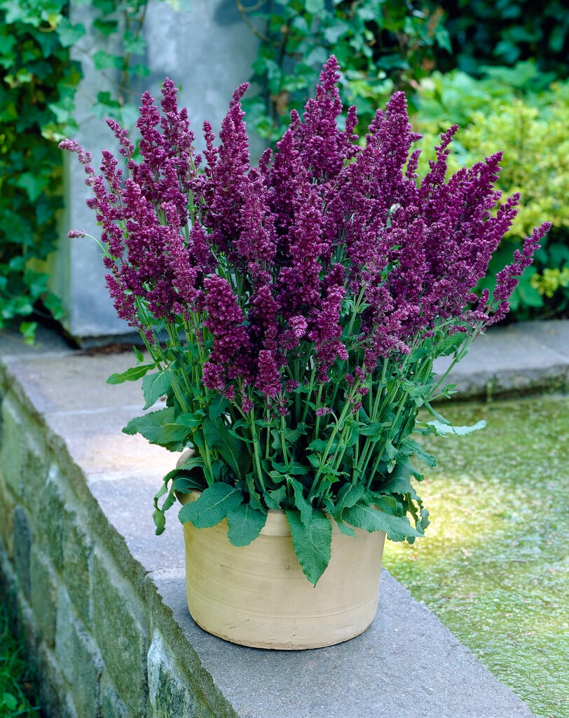 Balkan clary 'Pusztaflamme'