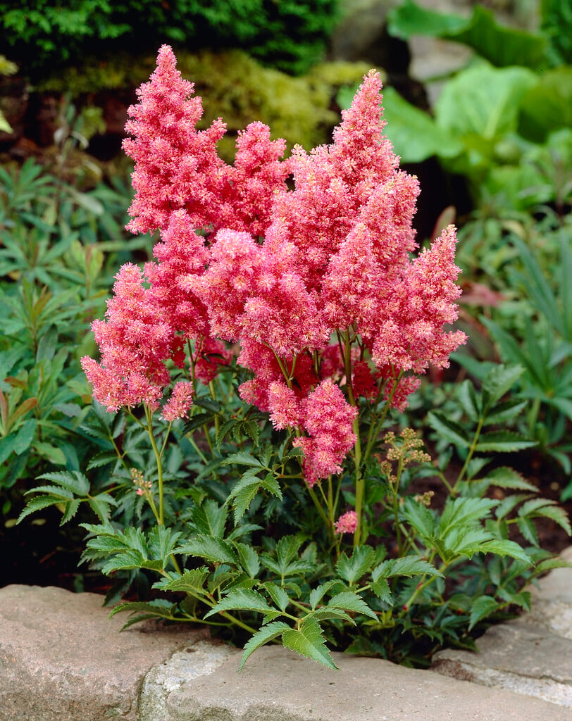 Astilbe &Cotton Candy& (× _arendsii_) | astilbe &Cotton Candy& Bogs/RHS ...