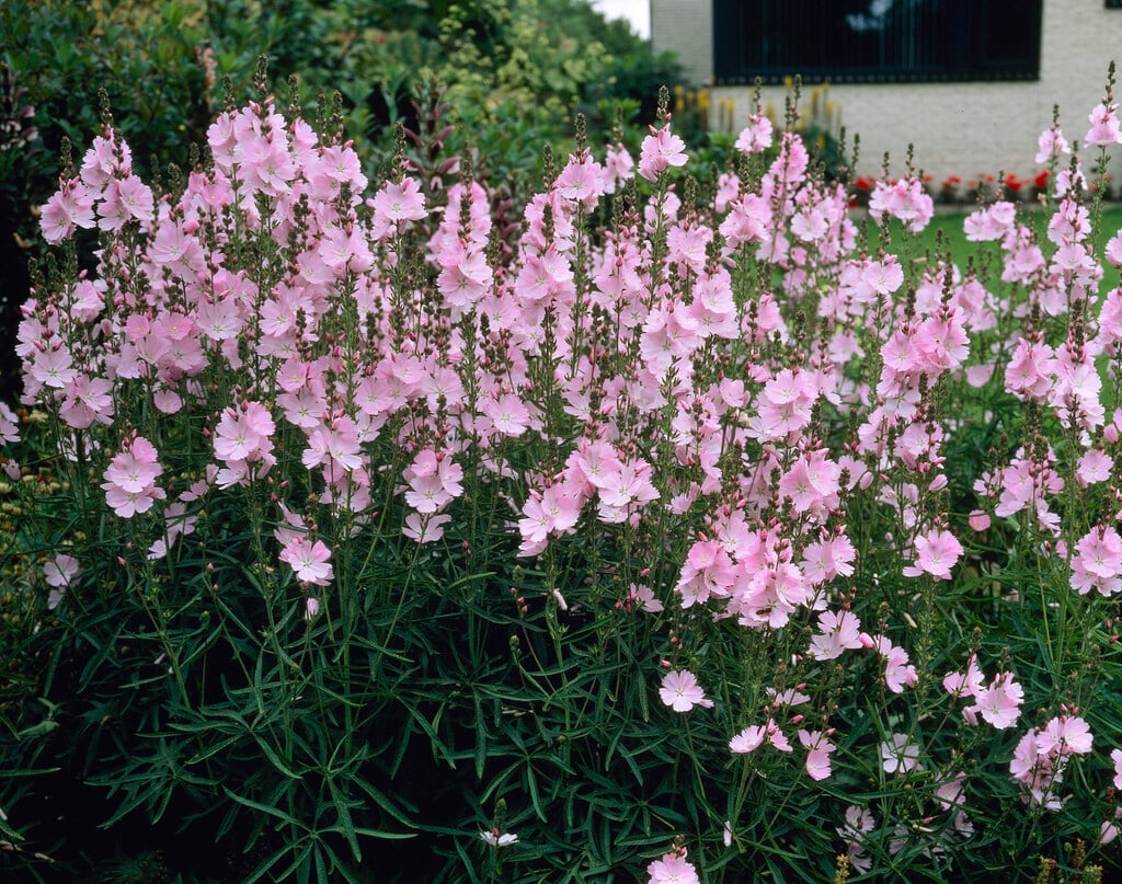 prairie mallow 'Elsie Heugh'