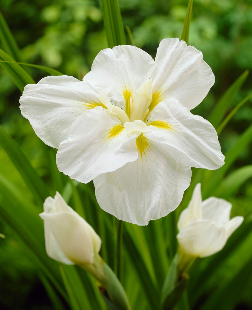 Iris &Ling& | Japanese water iris &Ling& Bogs/RHS Gardening