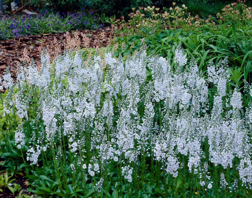 gentian speedwell 'Pallida'