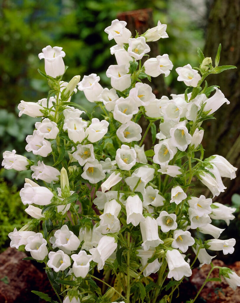 Canterbury bells 'Alba'