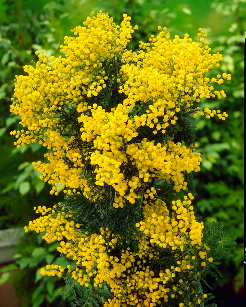 blue wattle