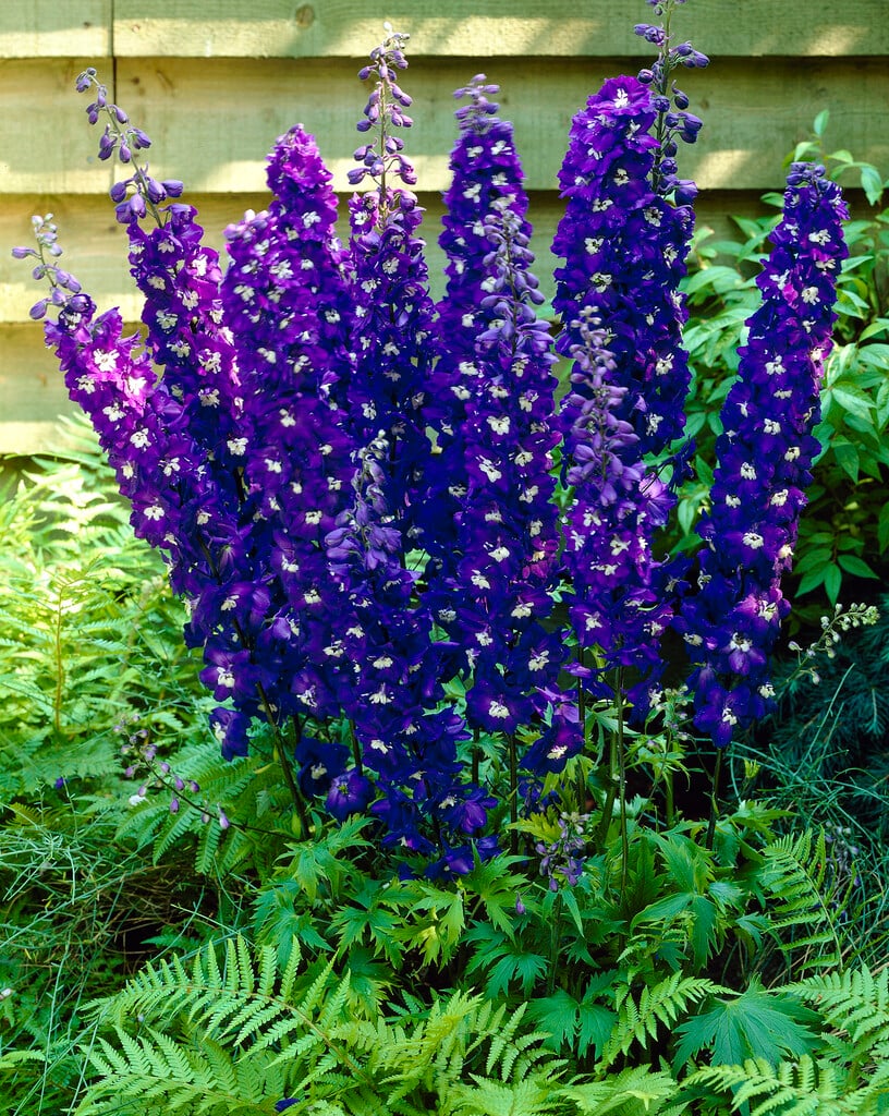 delphinium 'Elmfreude'