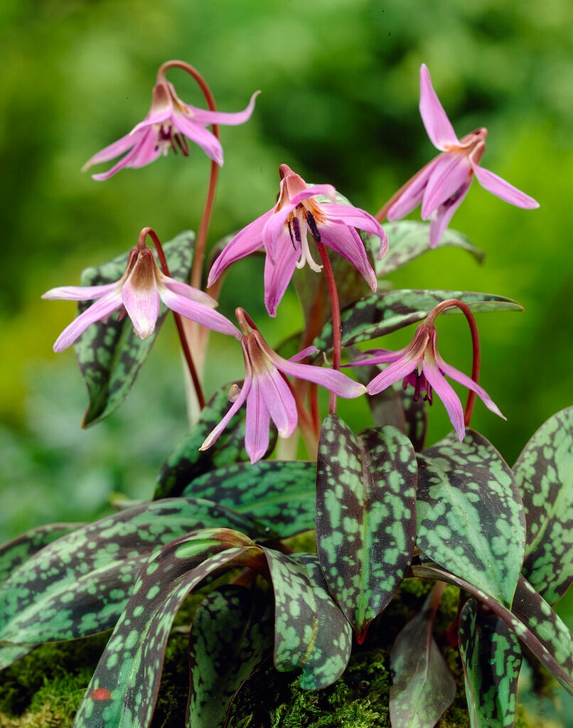 dog's tooth violet 'Frans Hals'
