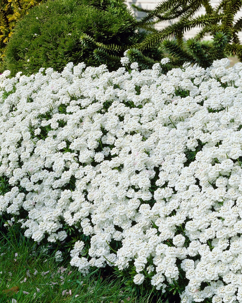 perennial candytuft