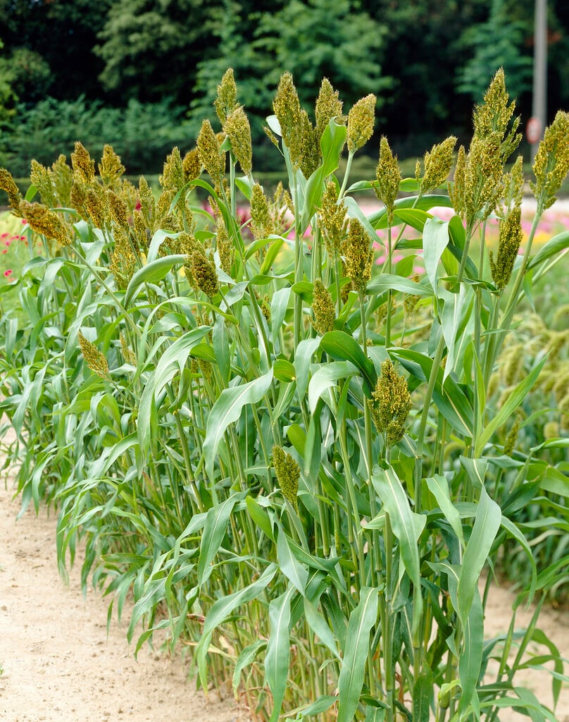 black millet