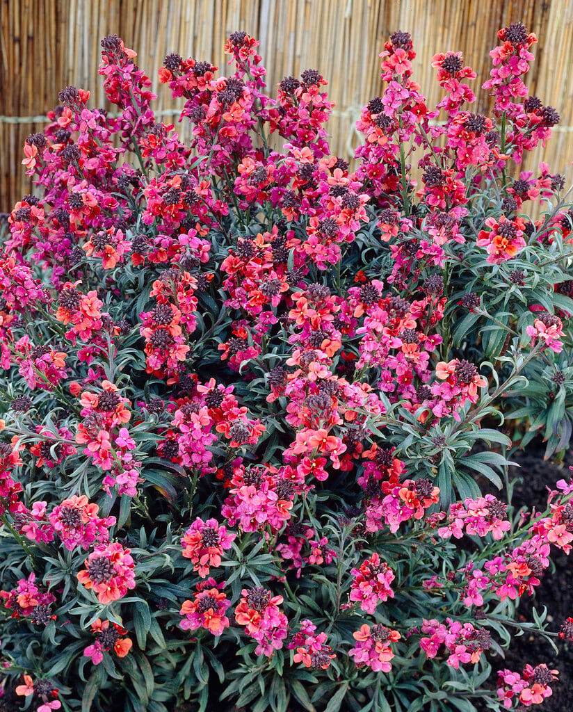 <i>Erysimum</i> 'Wenlock Beauty'