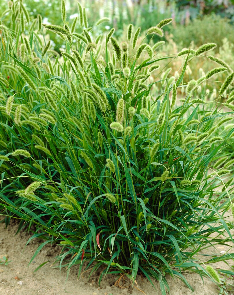green bristle grass