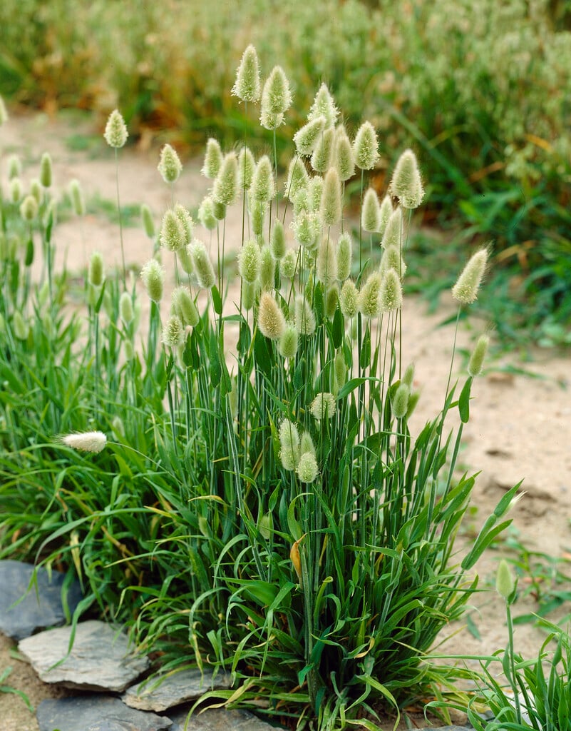 hare's tail grass