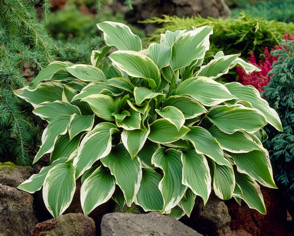 plantain lily 'Carol'