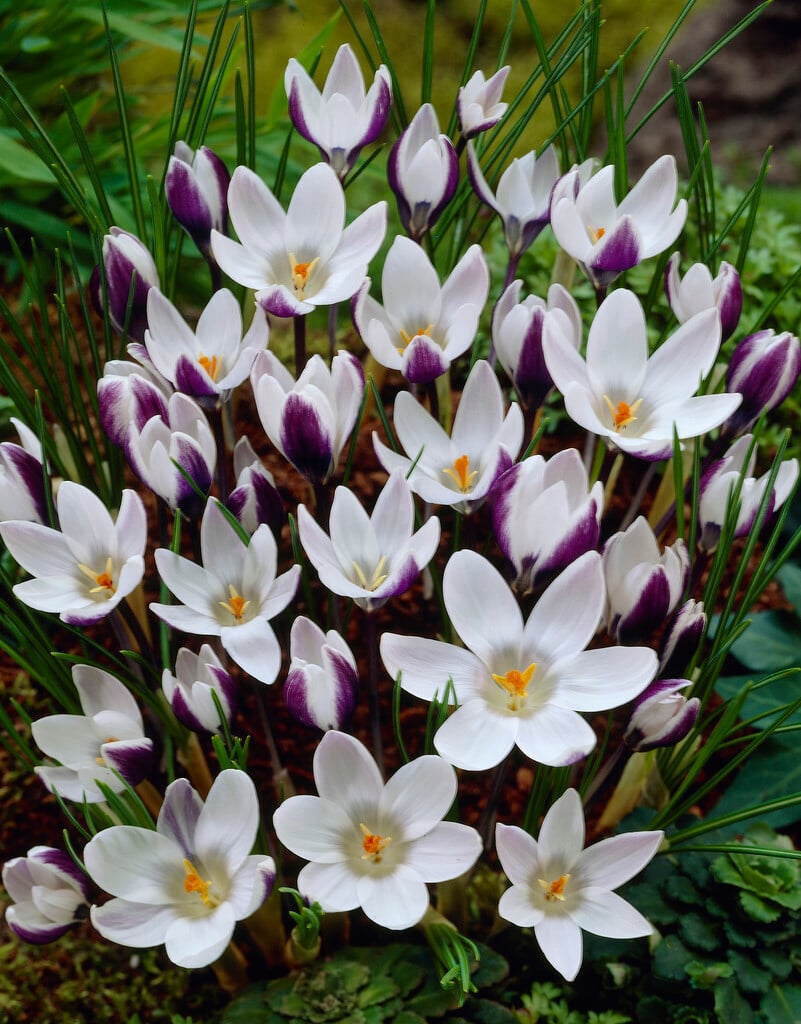 Crocus 'Ladykiller'