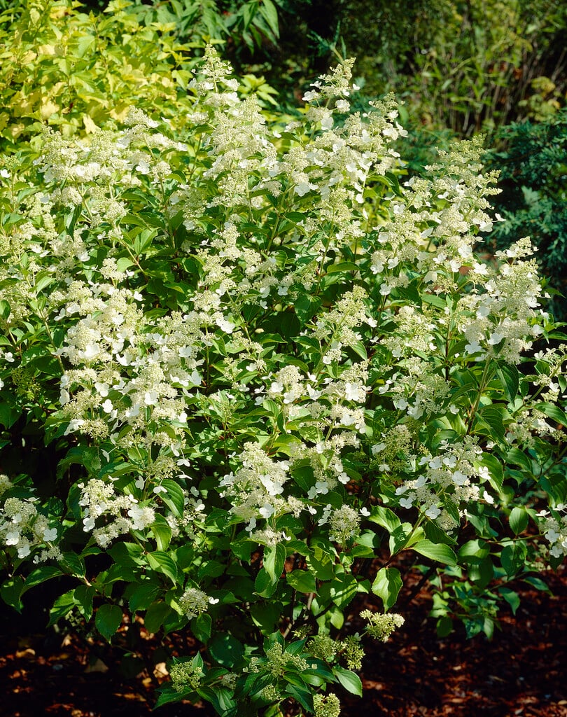 panicled hydrangea 'Kyushu'