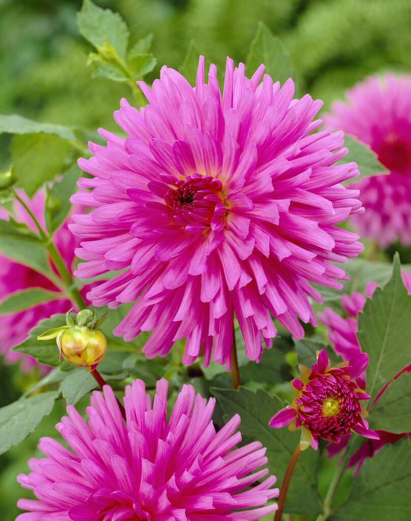 <i>Dahlia</i> 'Elga-Bergerhoff' (C)
