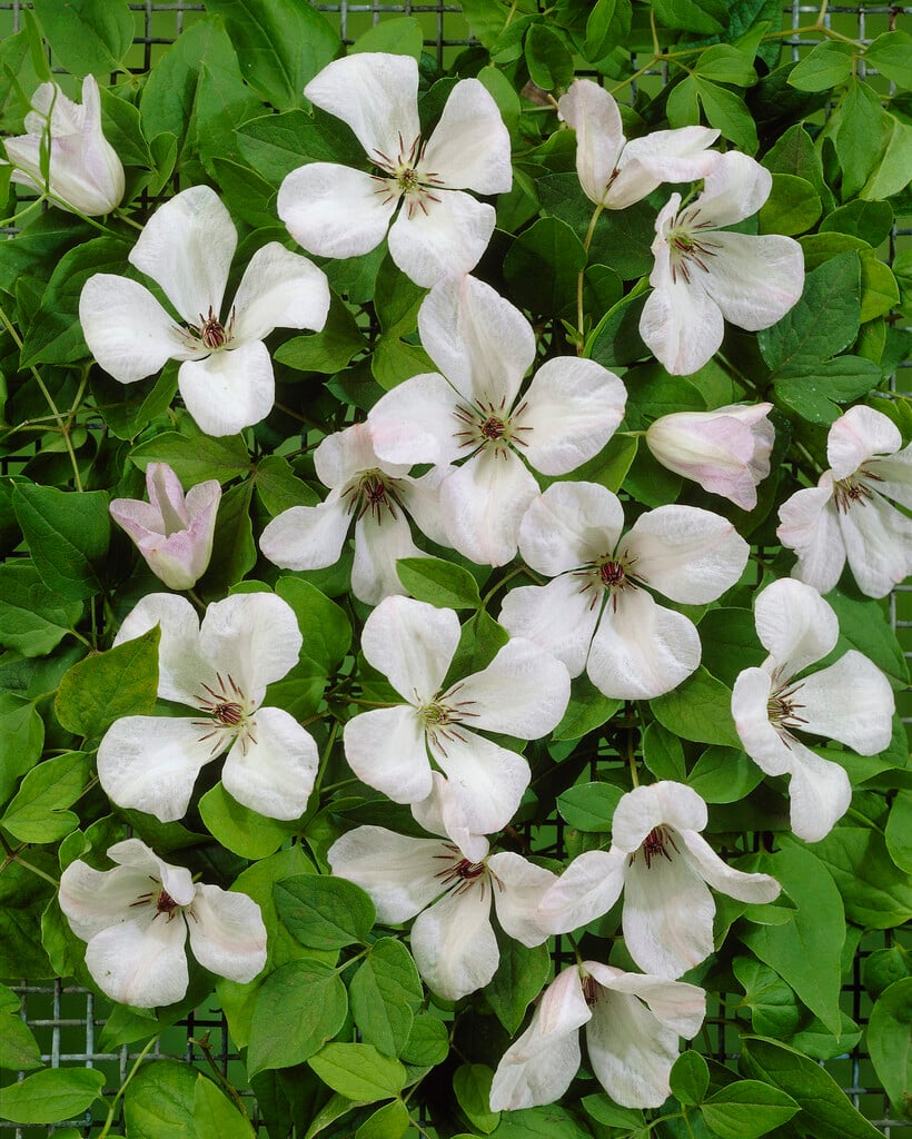 clematis 'Alba Luxurians'