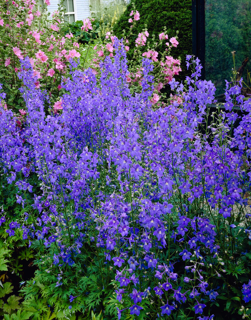 <i>Delphinium</i> (Belladonna Group) 'Piccolo'