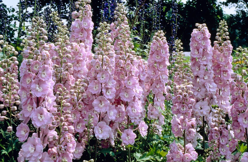 delphinium 'Strawberry Fair'
